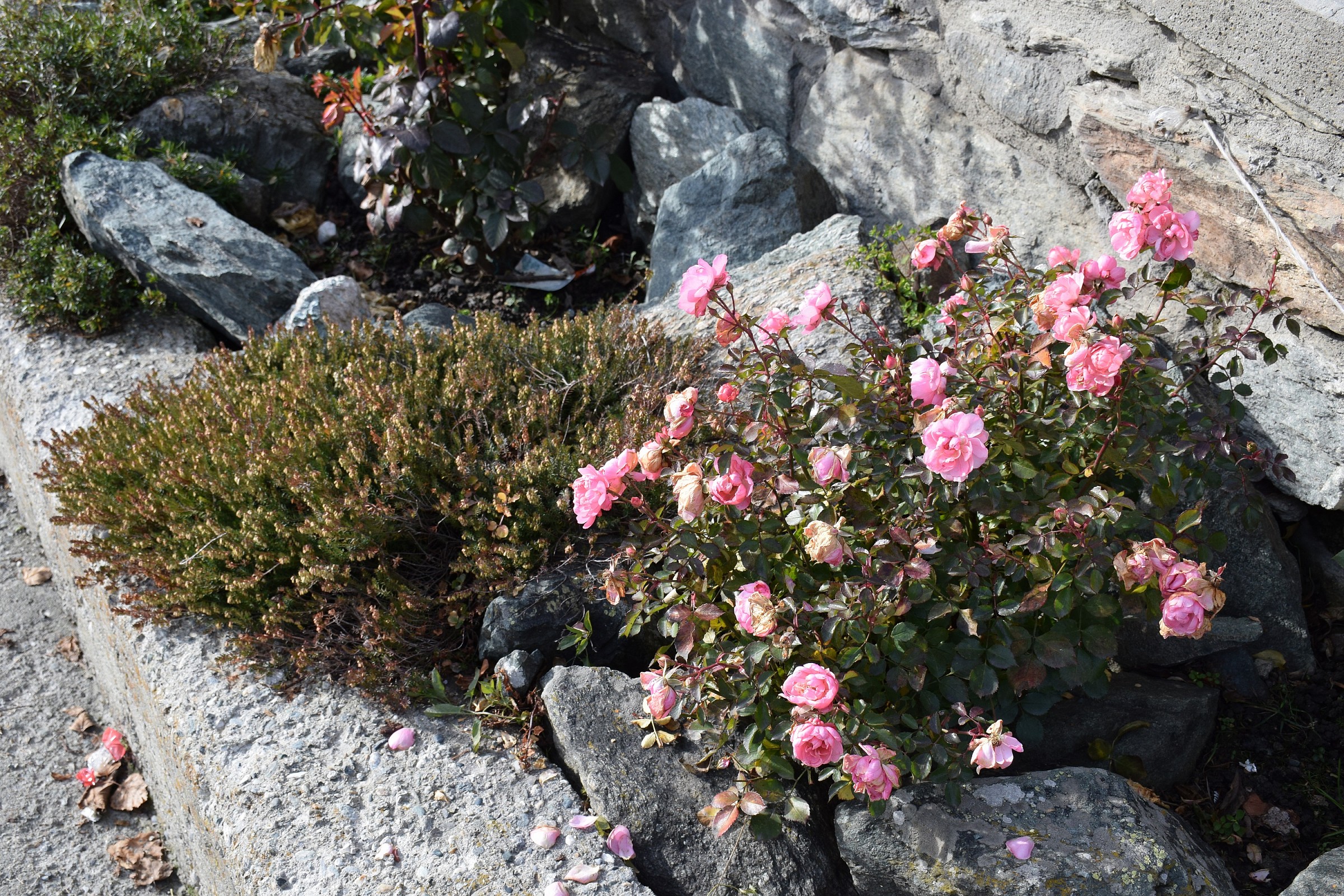 Roses in December ...