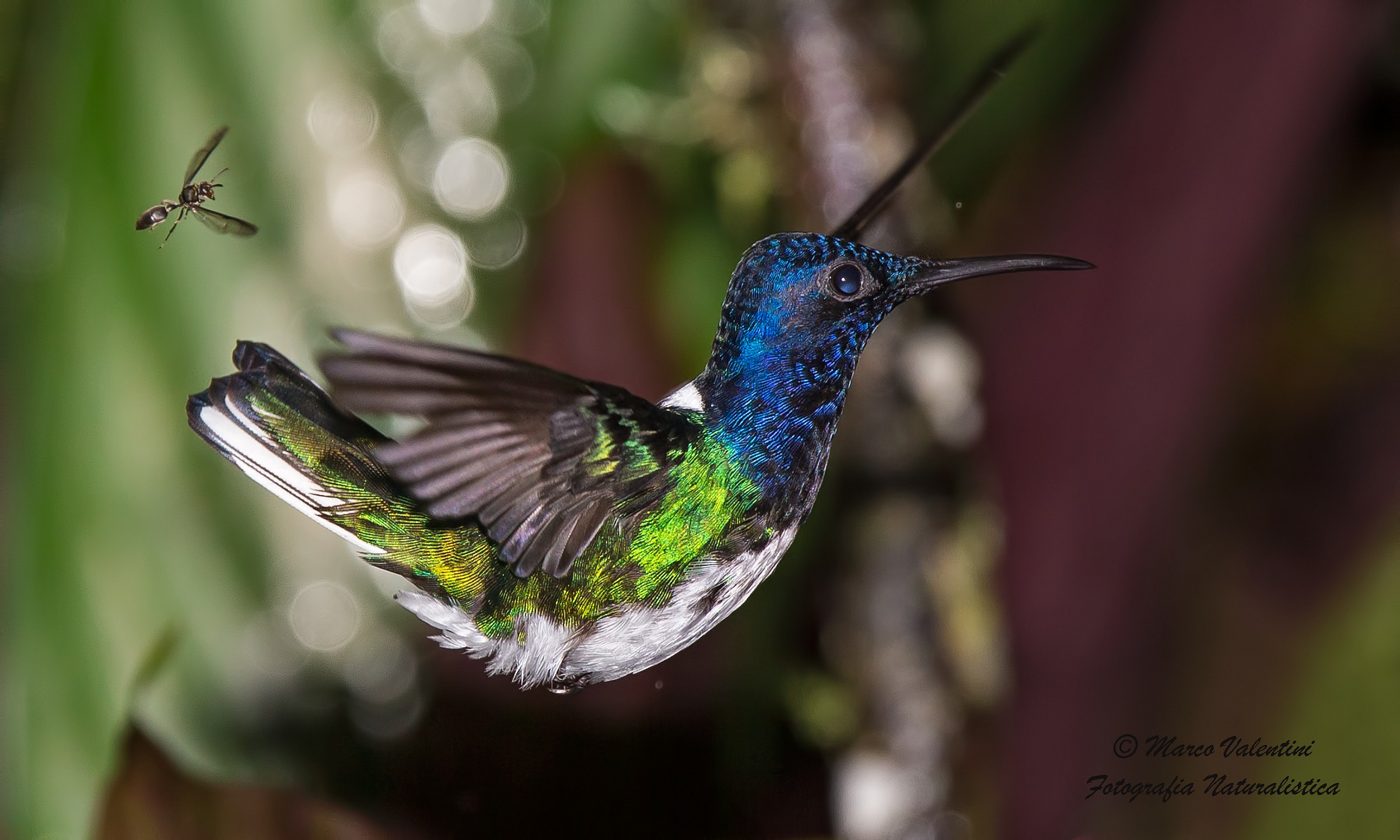 La vespetta e il colibrì