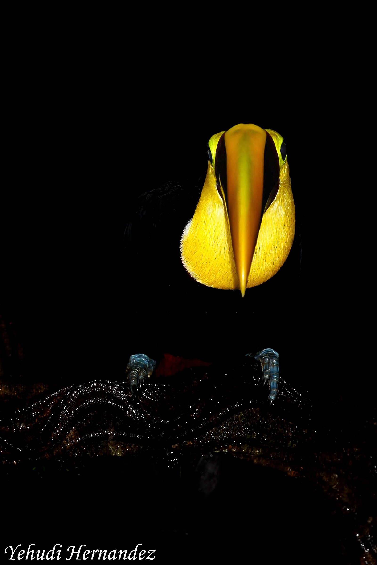 Chestnut tucano mandibola