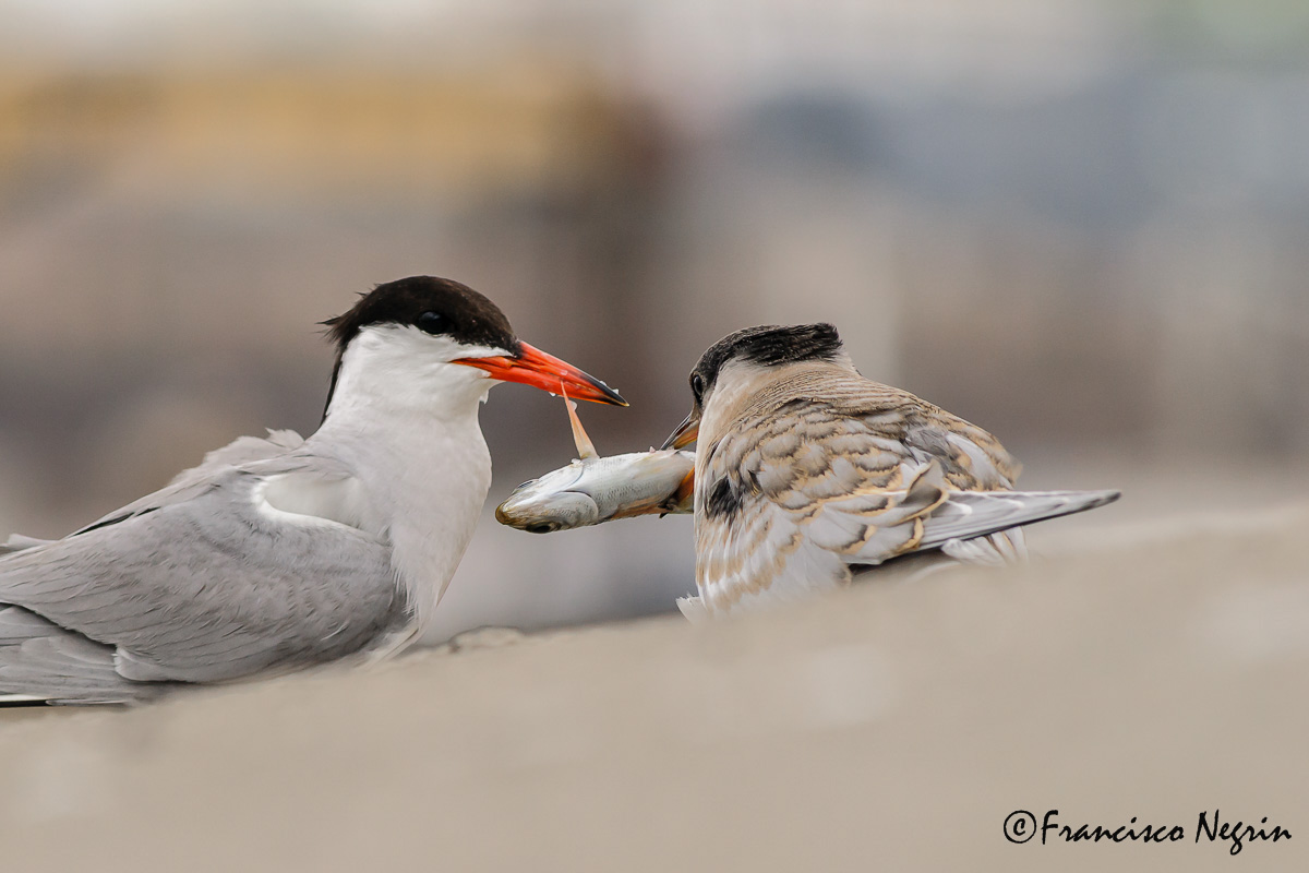 The breakfast ( Common tern )