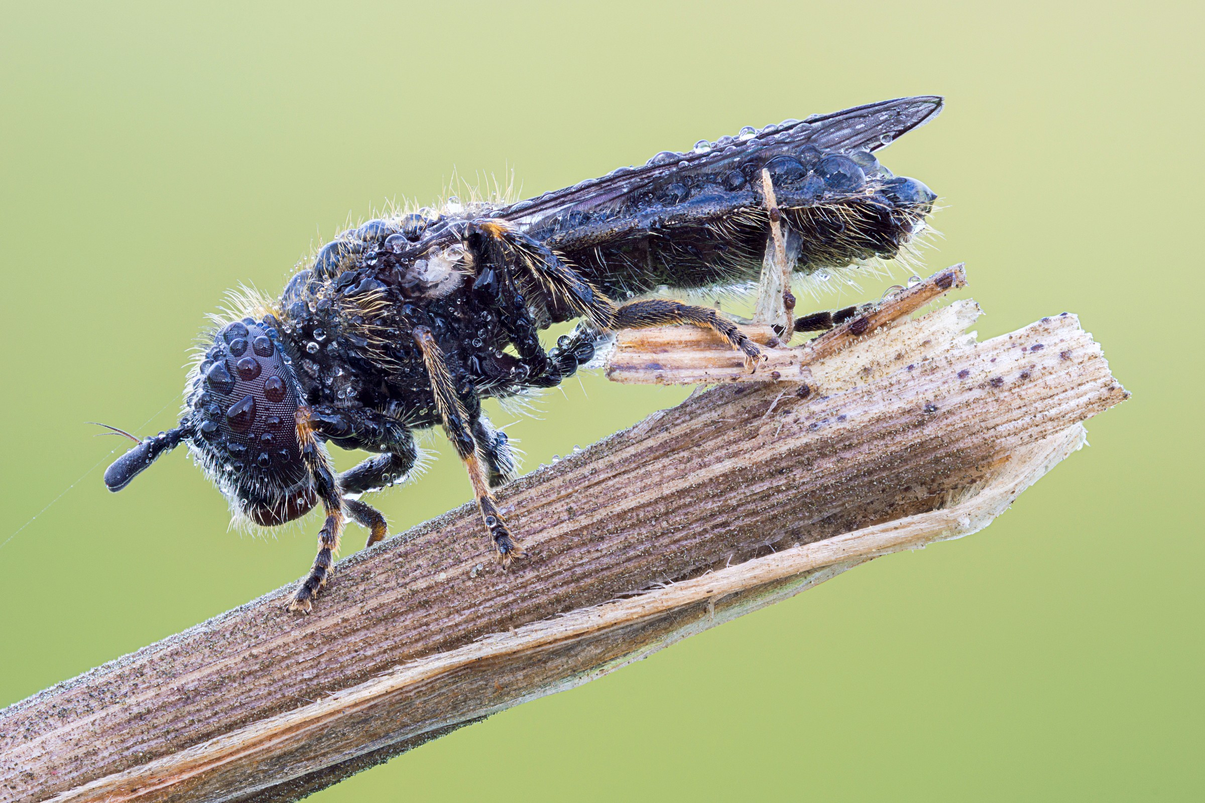 Hoverfly Metallic - II