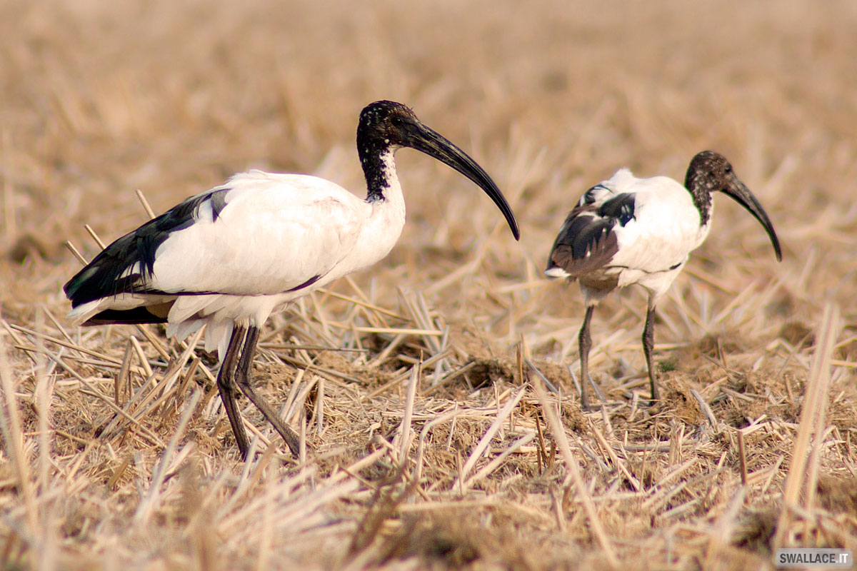 Ibis Sacro - Threskiornis Aethopica
