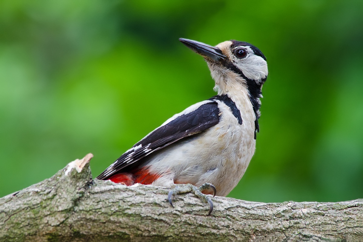 Picchio rosso maggiore
