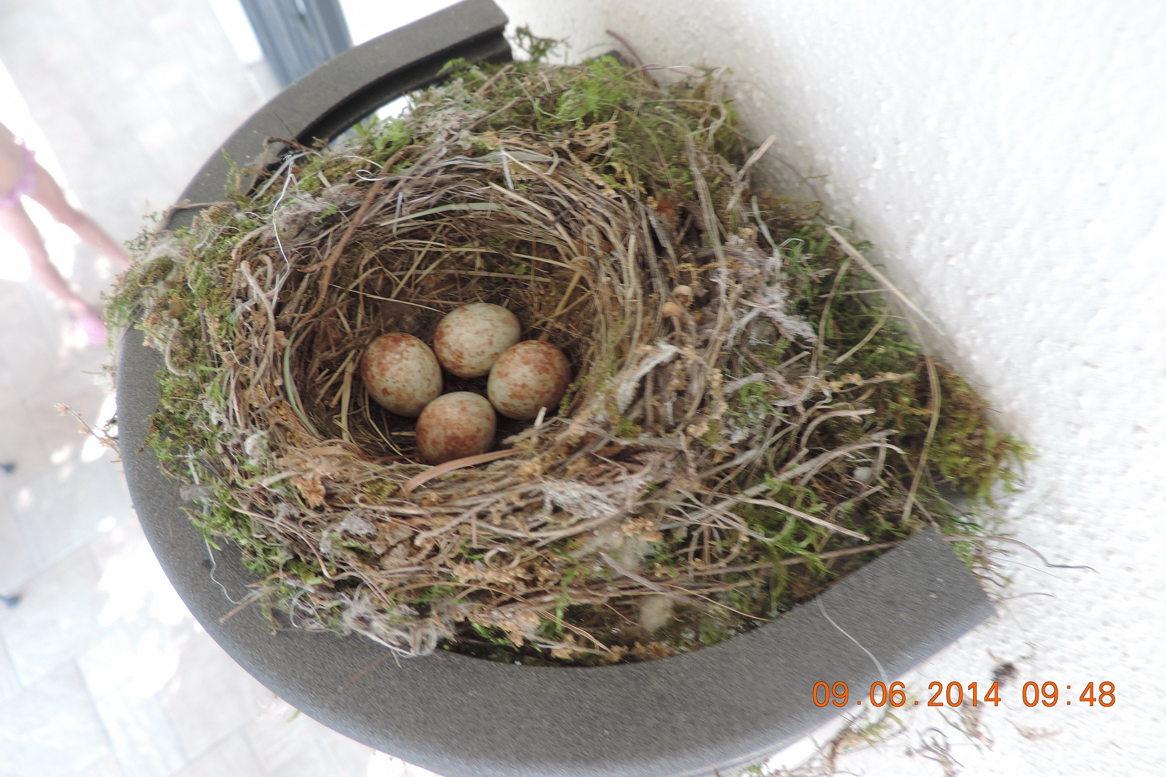 uova di pigliamosche