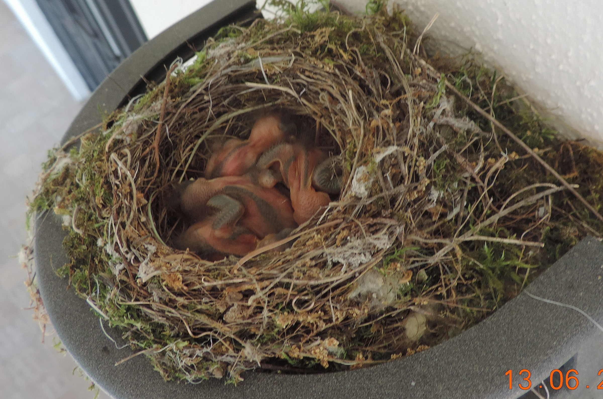 piccoli di pigliamosche giorno 1