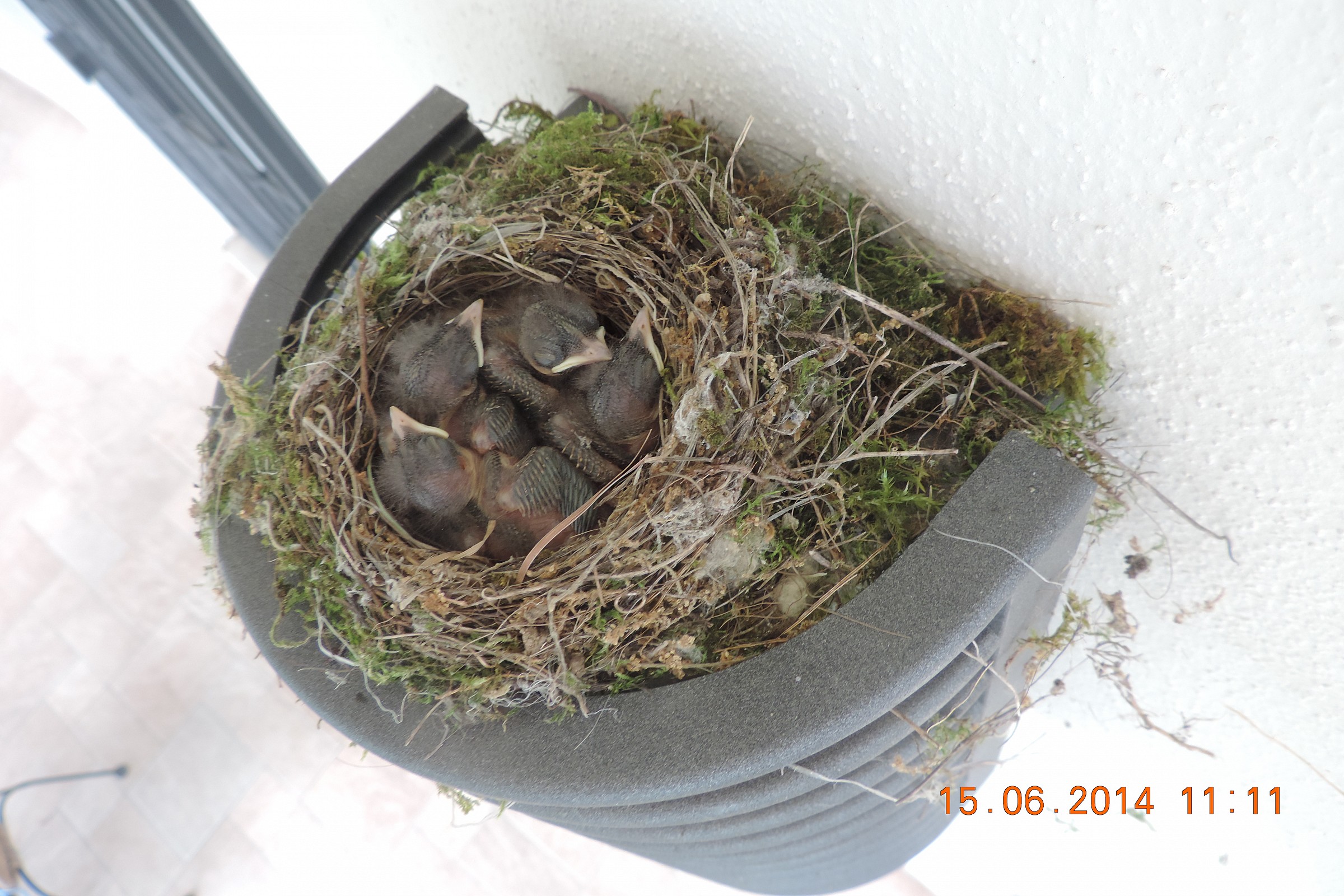 piccoli di pigliamosche giorno 3