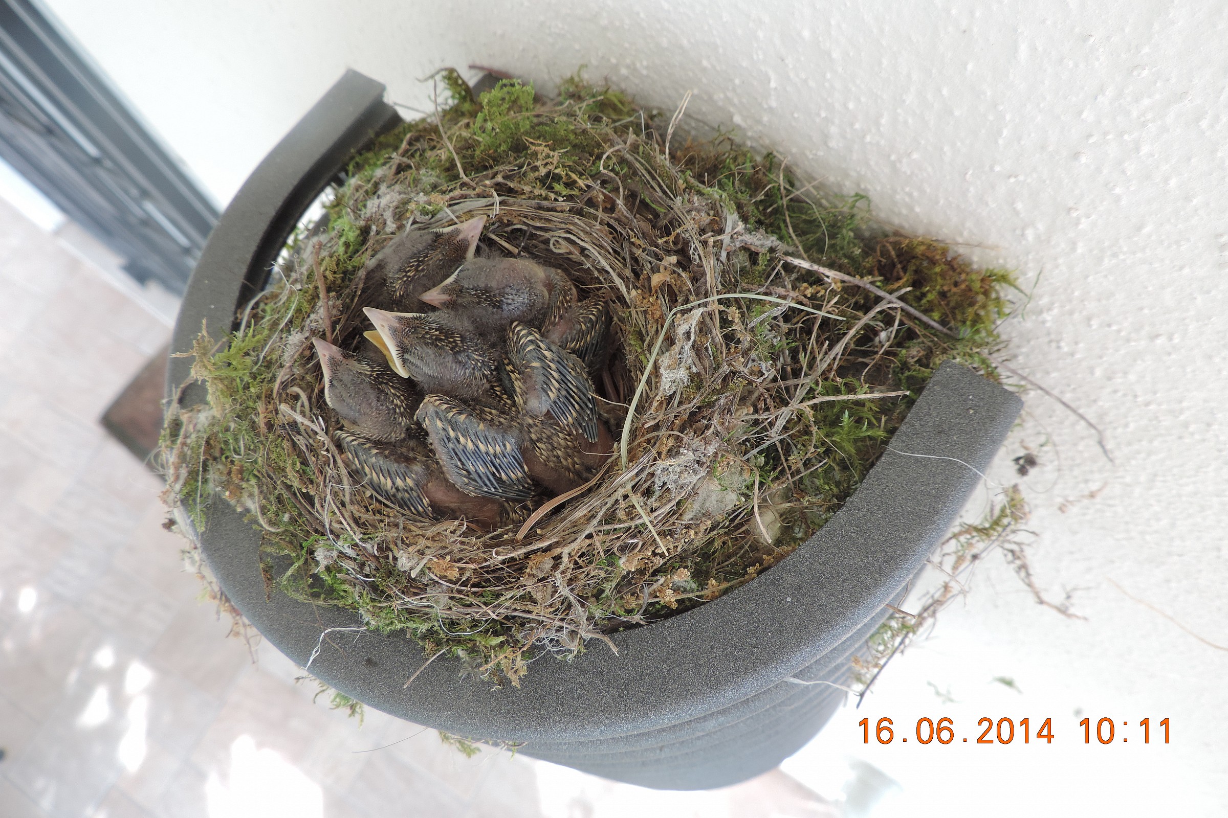 piccoli di pigliamosche giorno 4