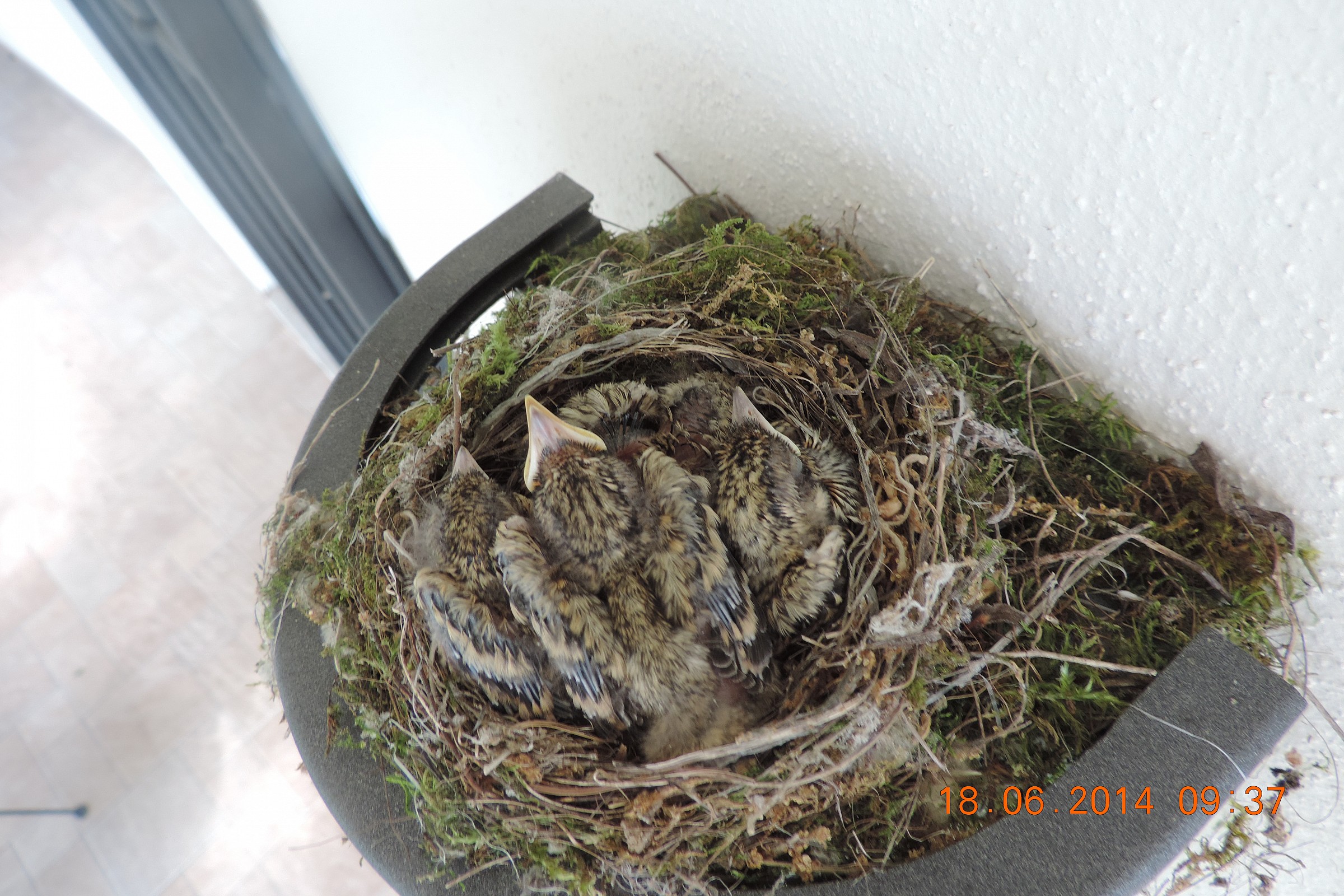 piccoli di pigliamosche giorno 6