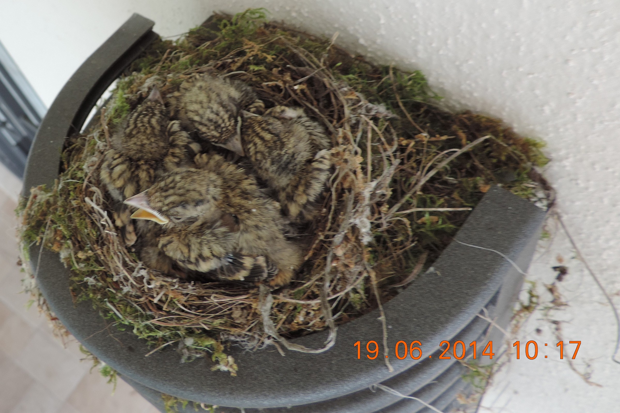 piccoli di pigliamosche giorno 7