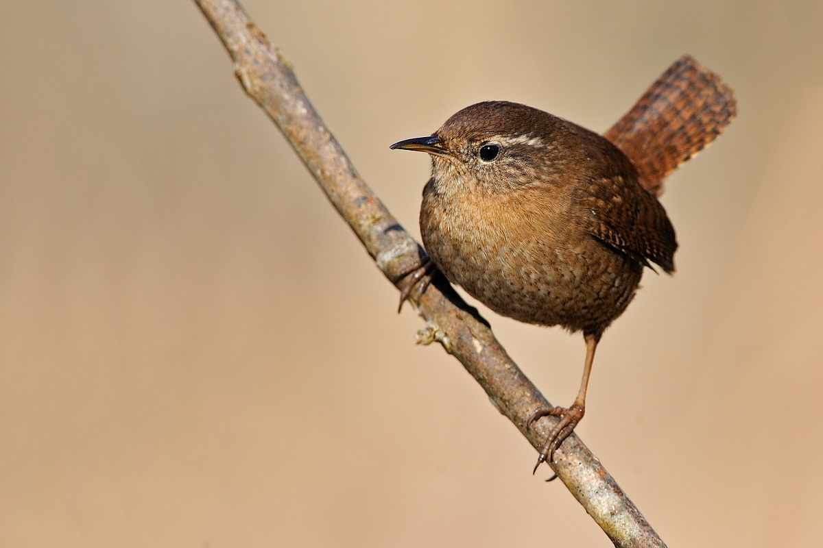 Wren