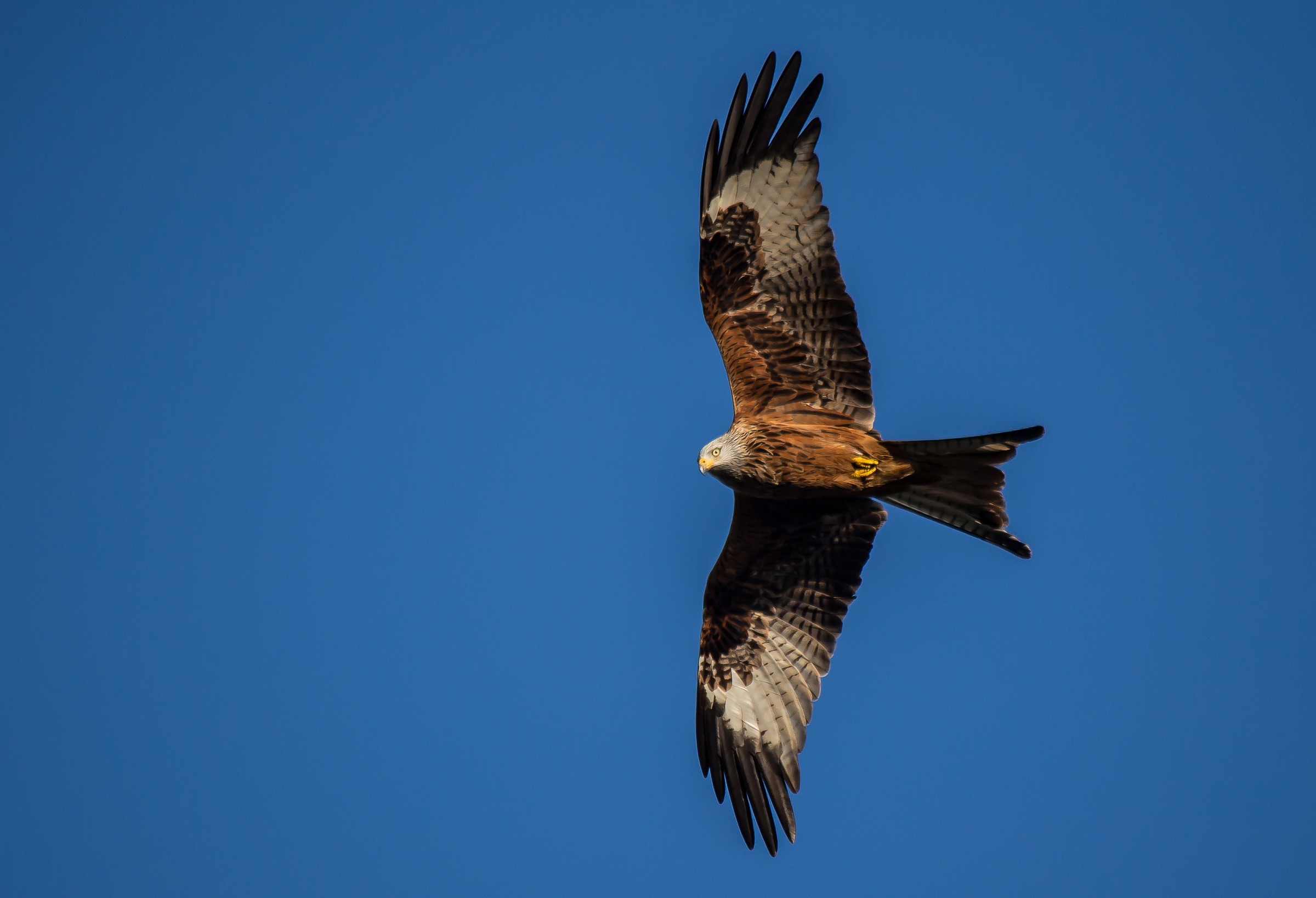 Red Kite