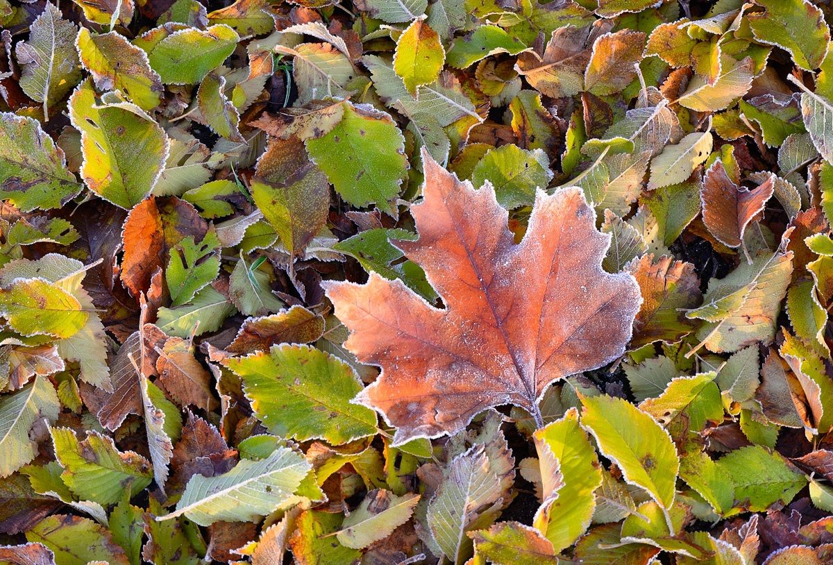 All colors of autumn