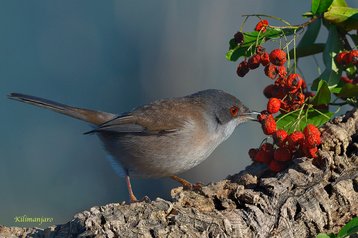 Eye cooked berries and gnats
