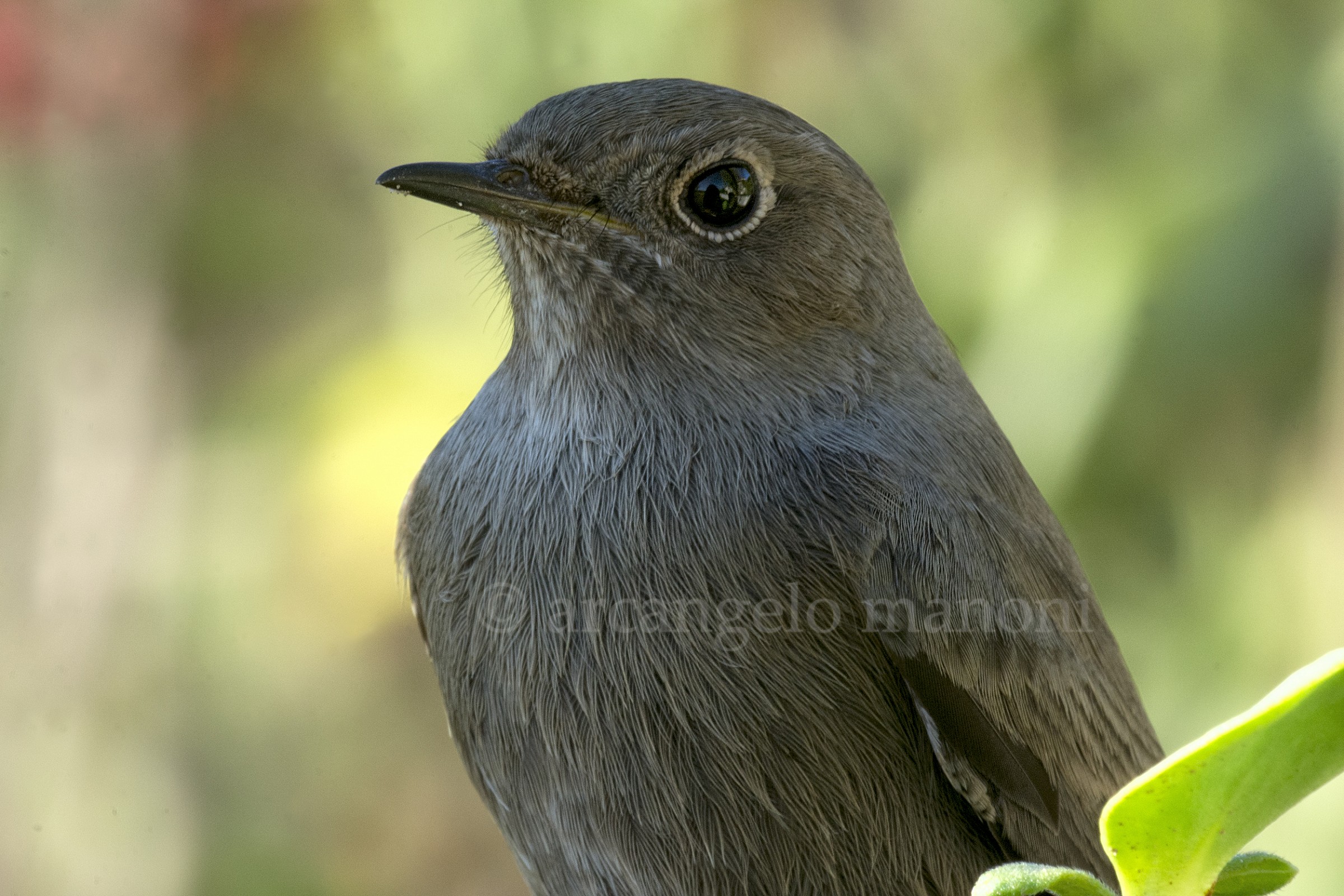 Black Redstart antimicromosso and anti-diffraction