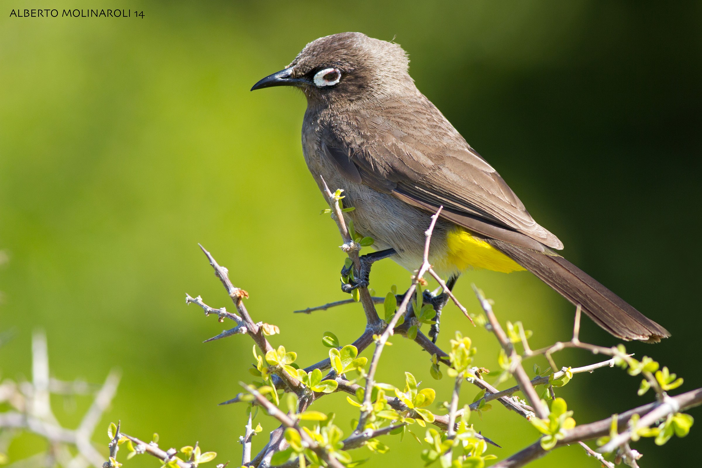 Cape bulbul (Pycnonotus capensis)