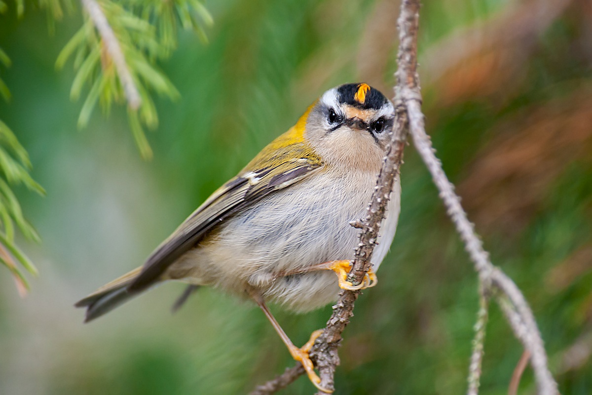 Firecrest Naughty