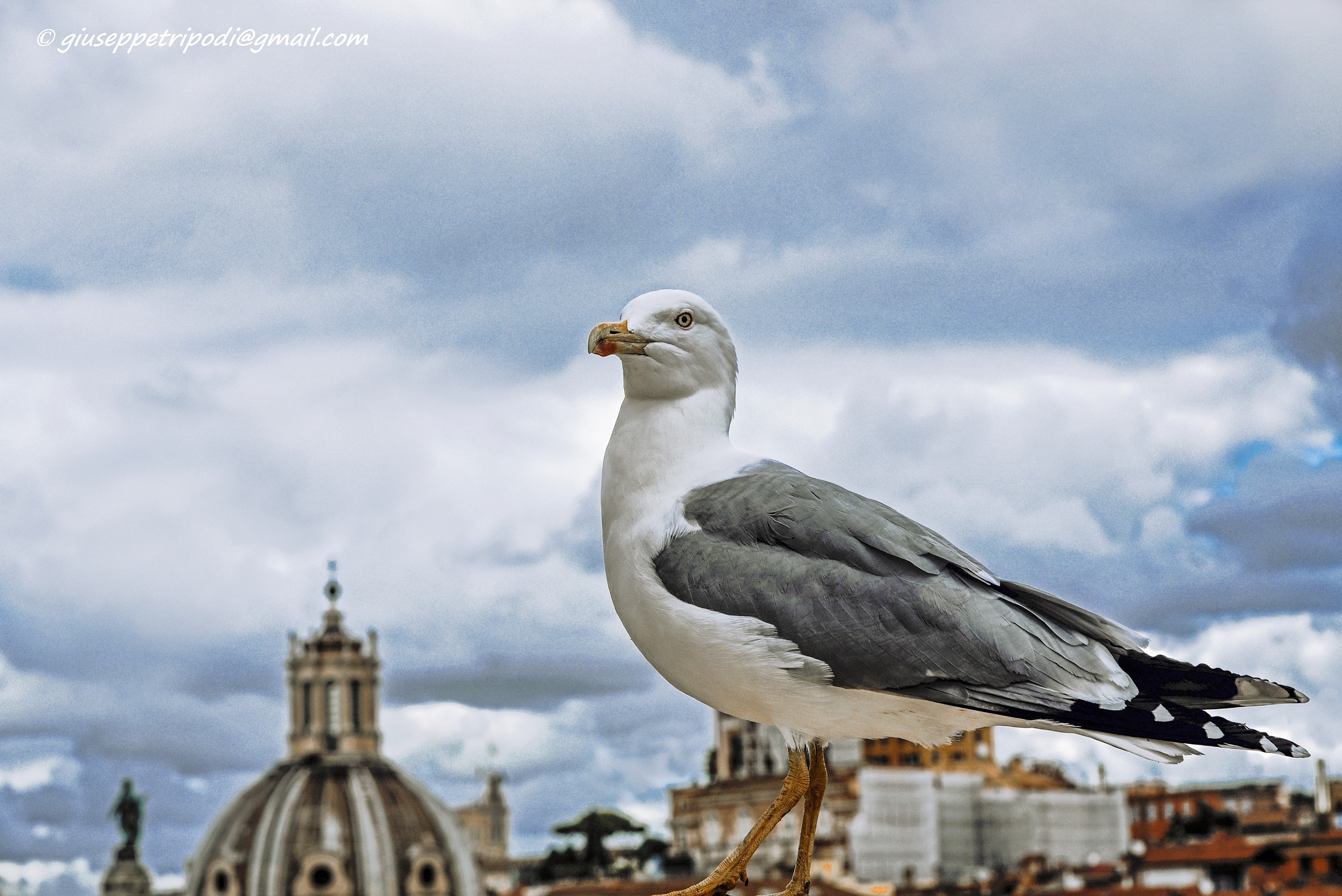 Seagull de Rome