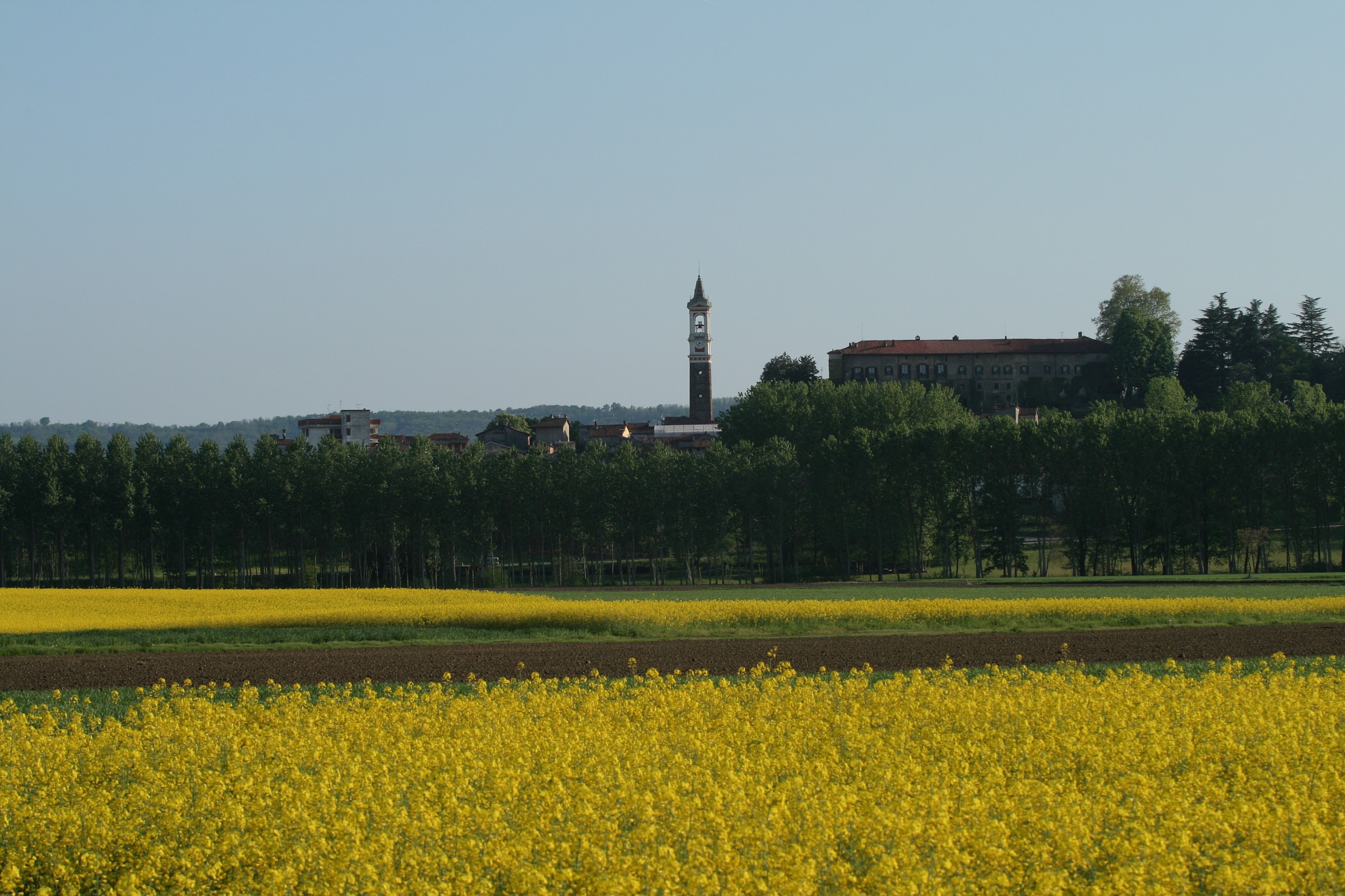 Rape fields in Azeglio