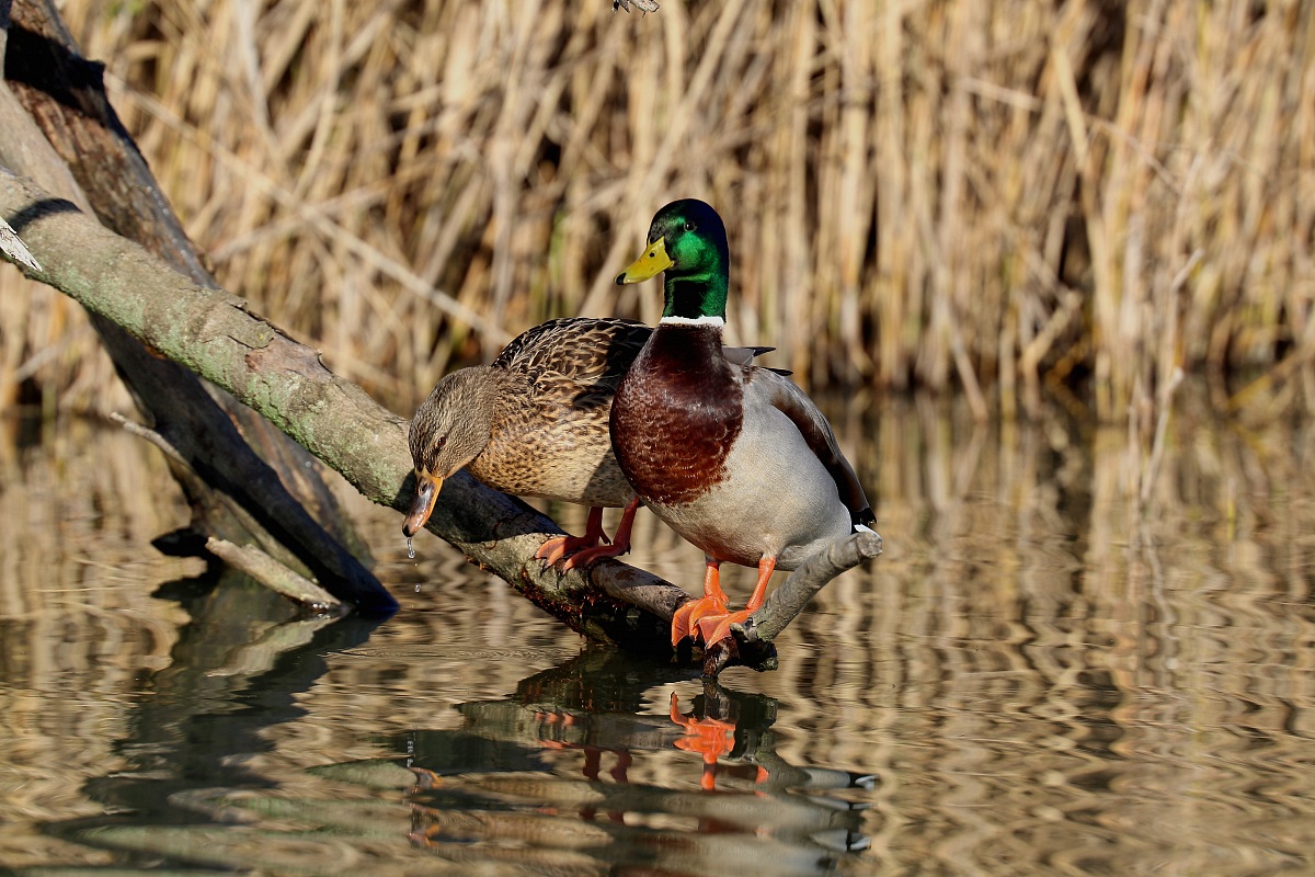 Coppia di Germani Reali