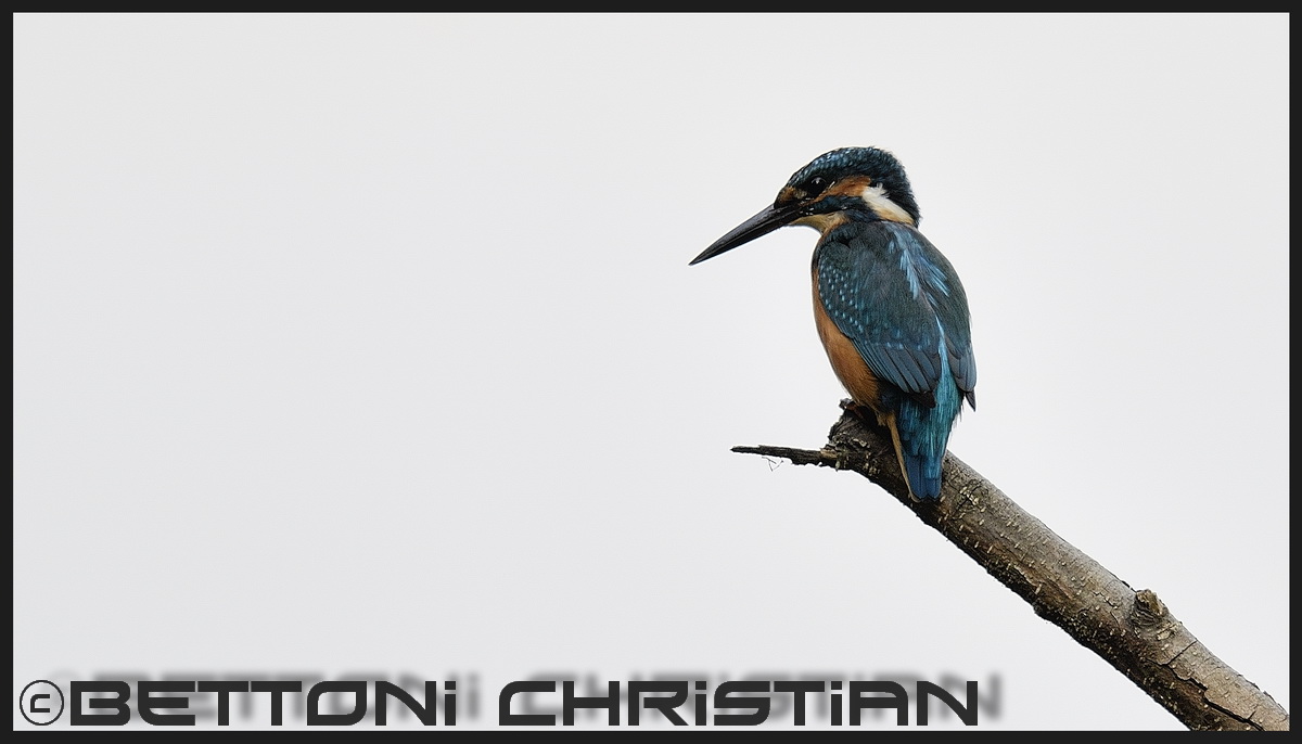 Kingfisher