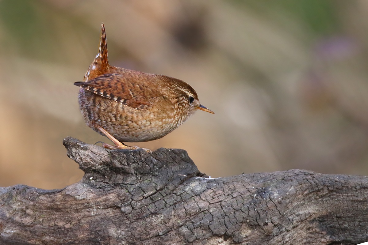 Wren