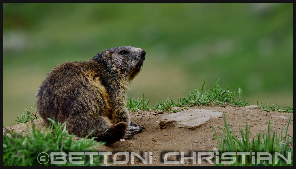 Marmot