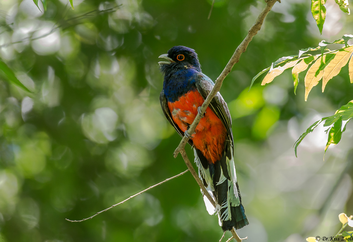 Surucua Trogon