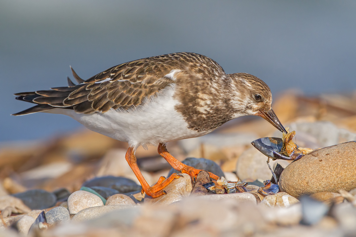 Turnstone