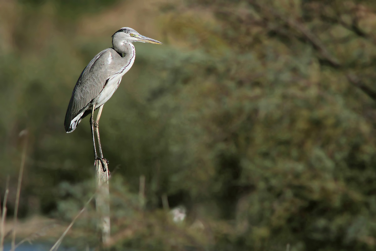 Airone cenerino su palo