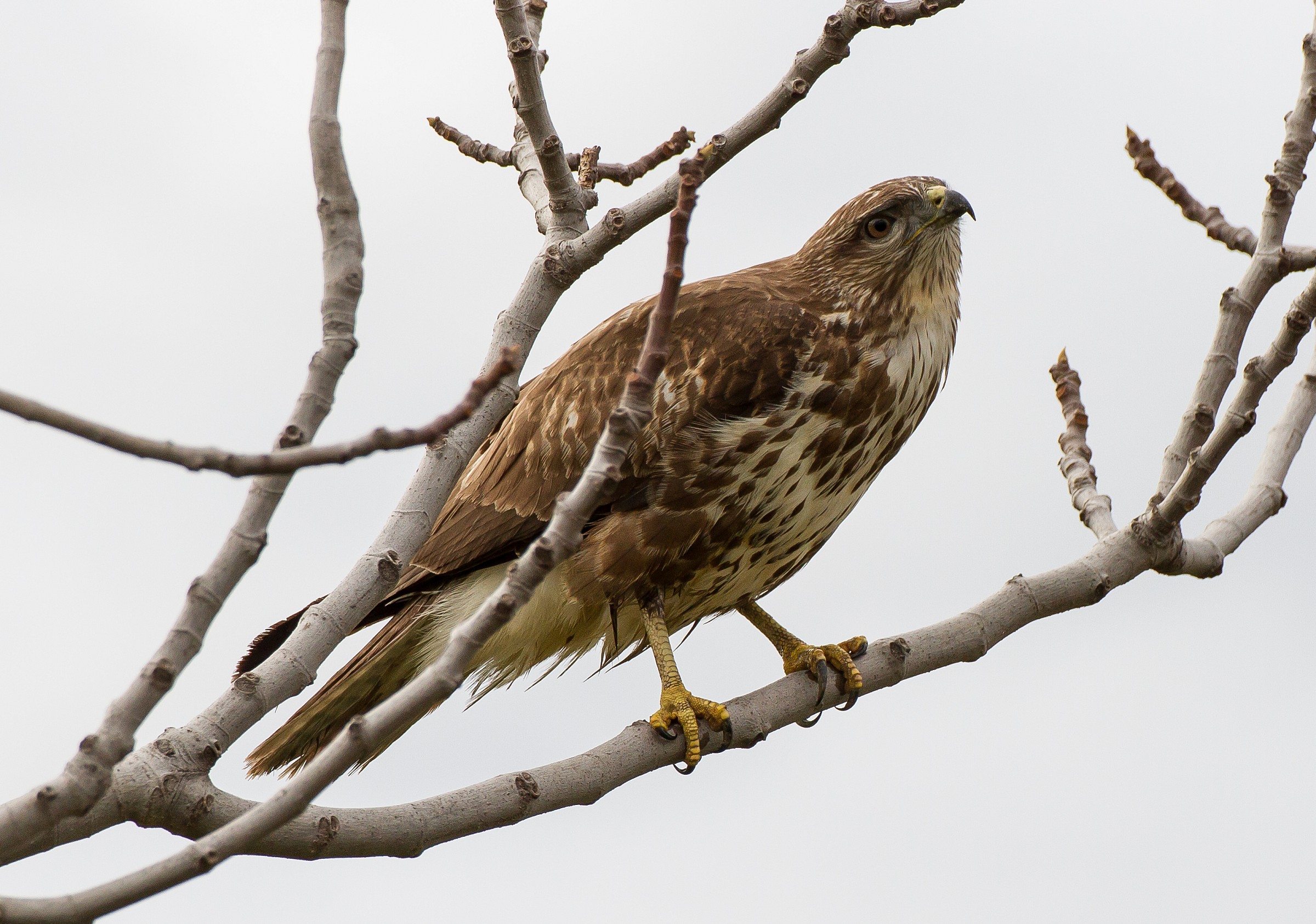 Incontri ravvicinati