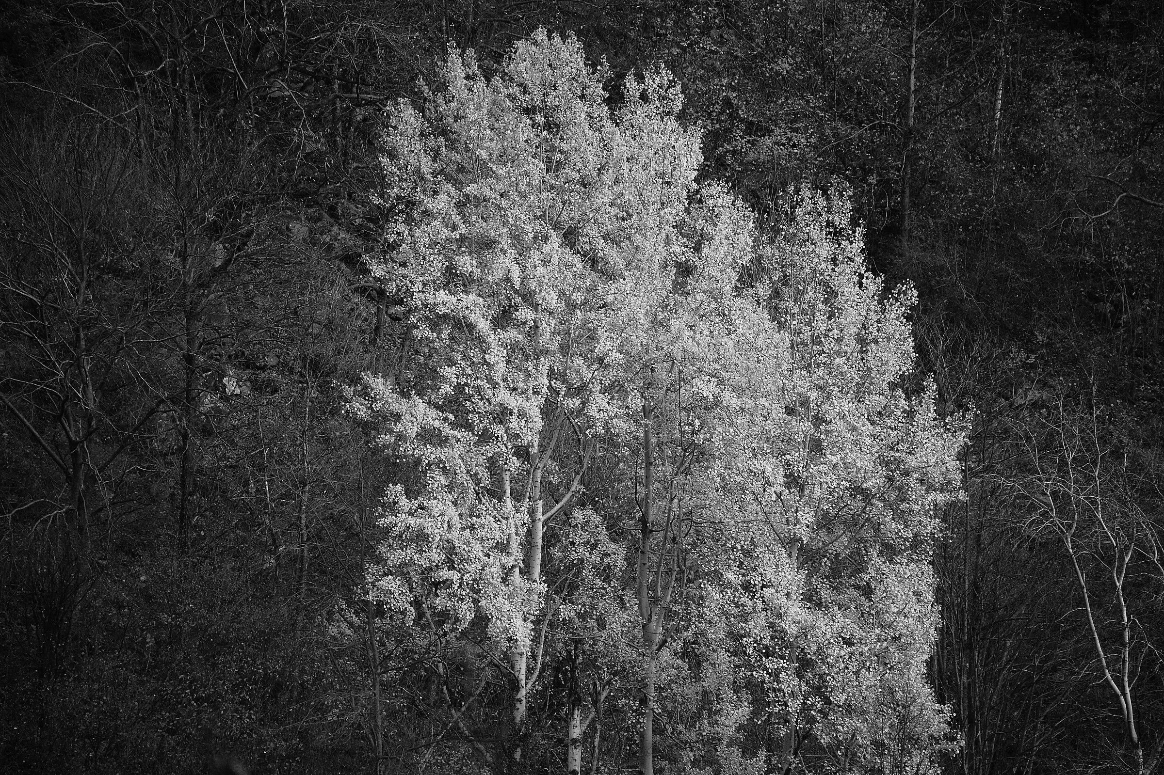 betulla autunnale nel bosco