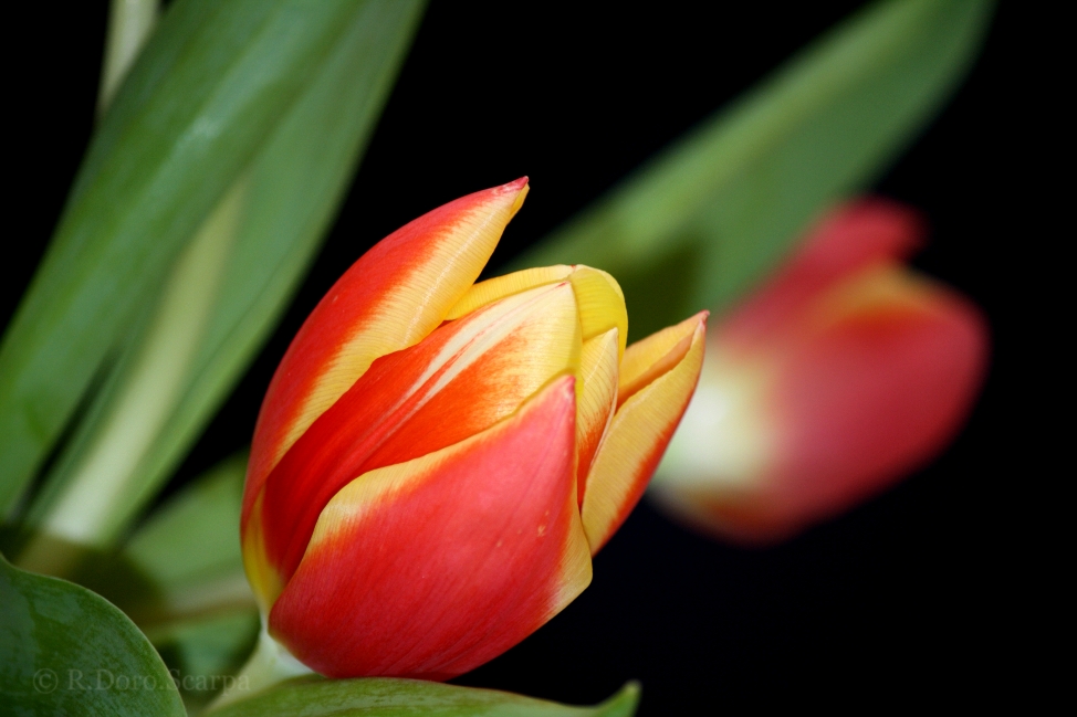 the tulip
