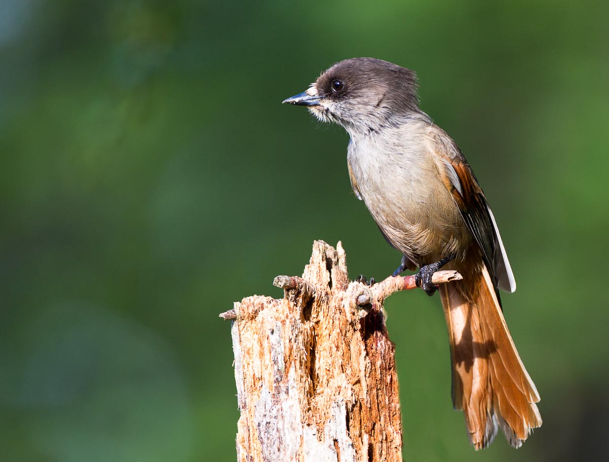 Siberian jay