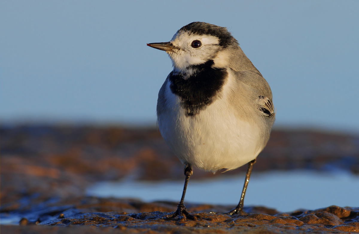 White Wagtail