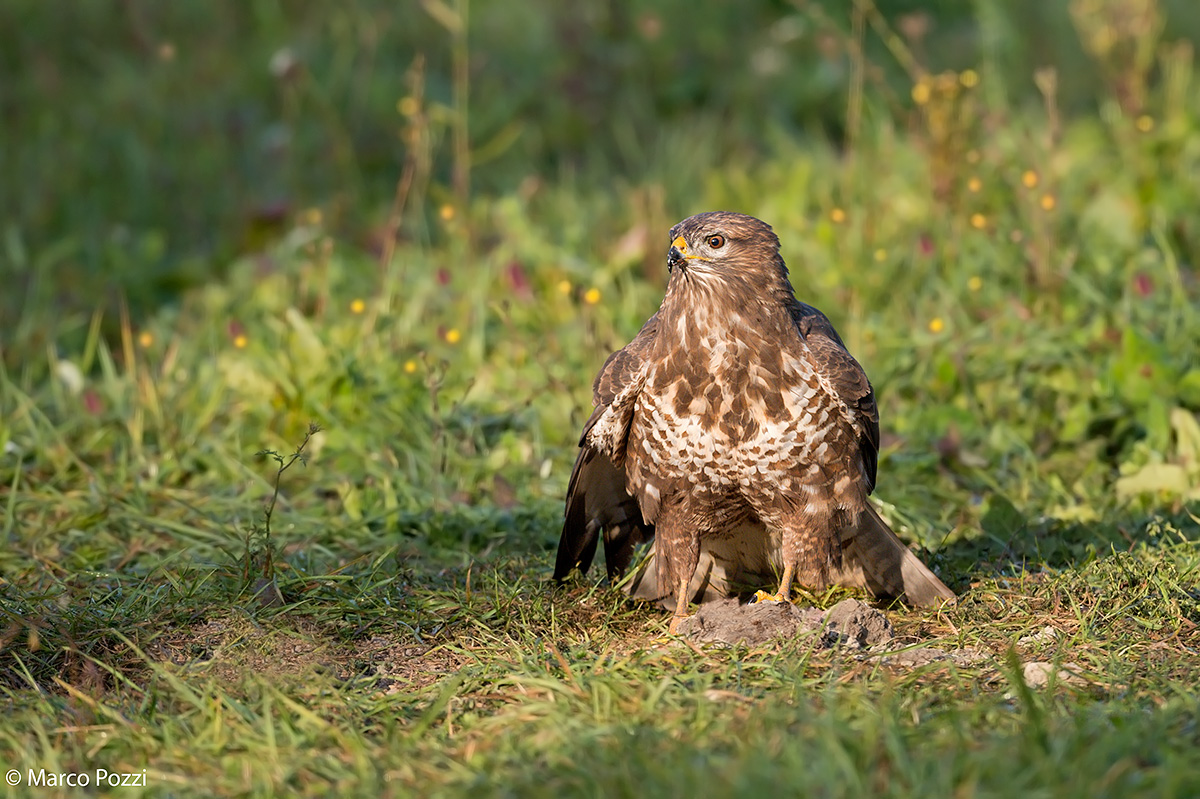 buzzard