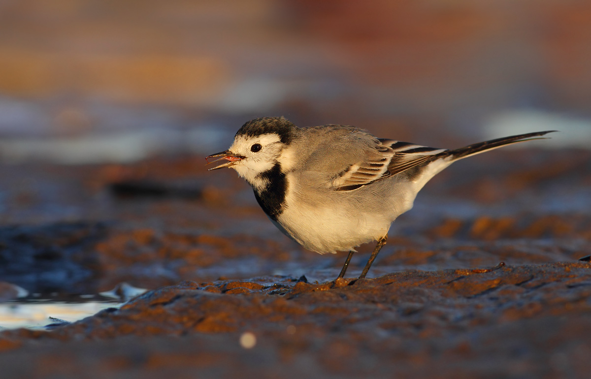 White Wagtail