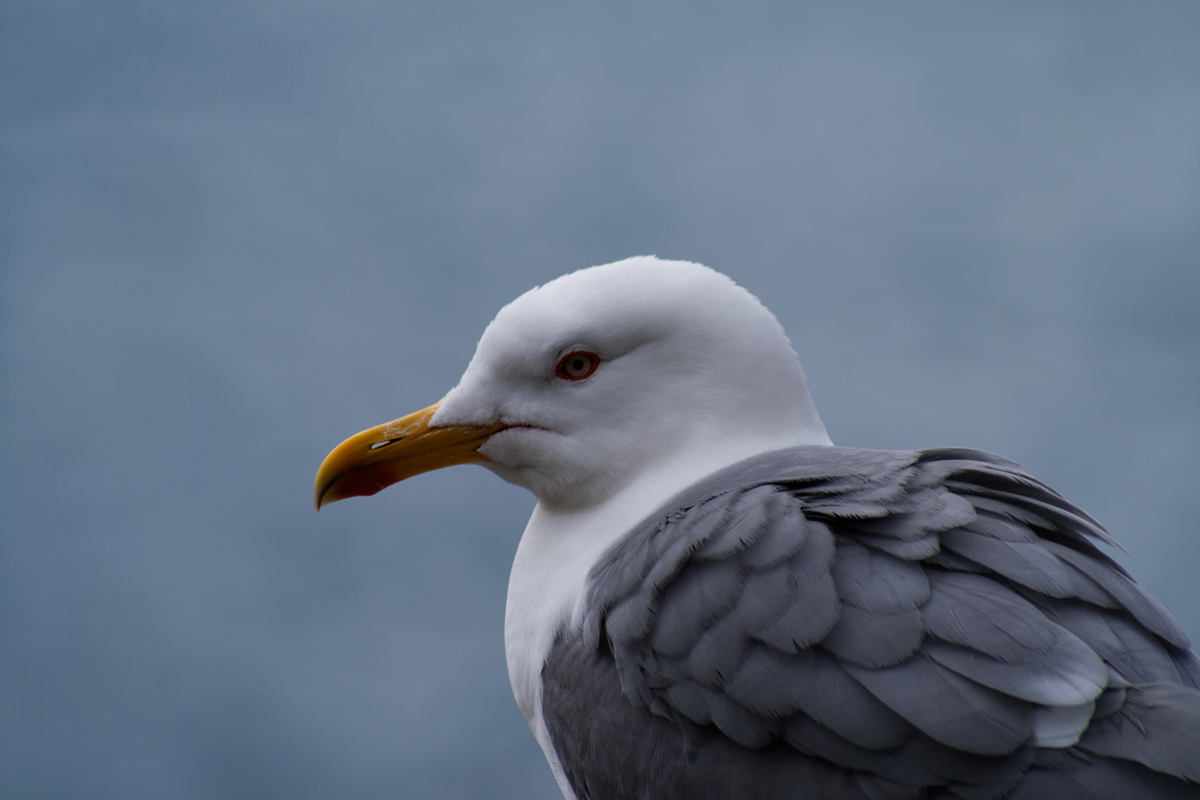 Micahellis Larus (gull)