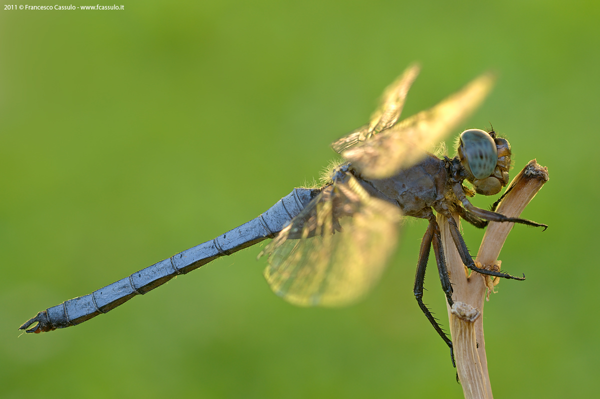 Orthetrum coerulescens (Fabricius, 1798)