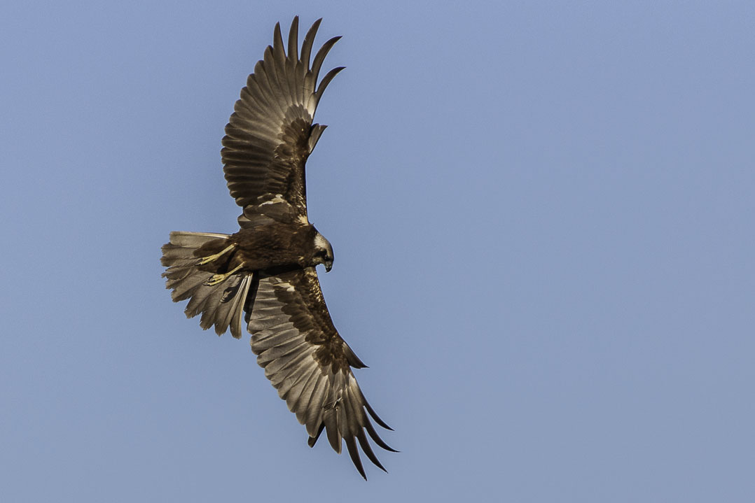 Marsh Harrier