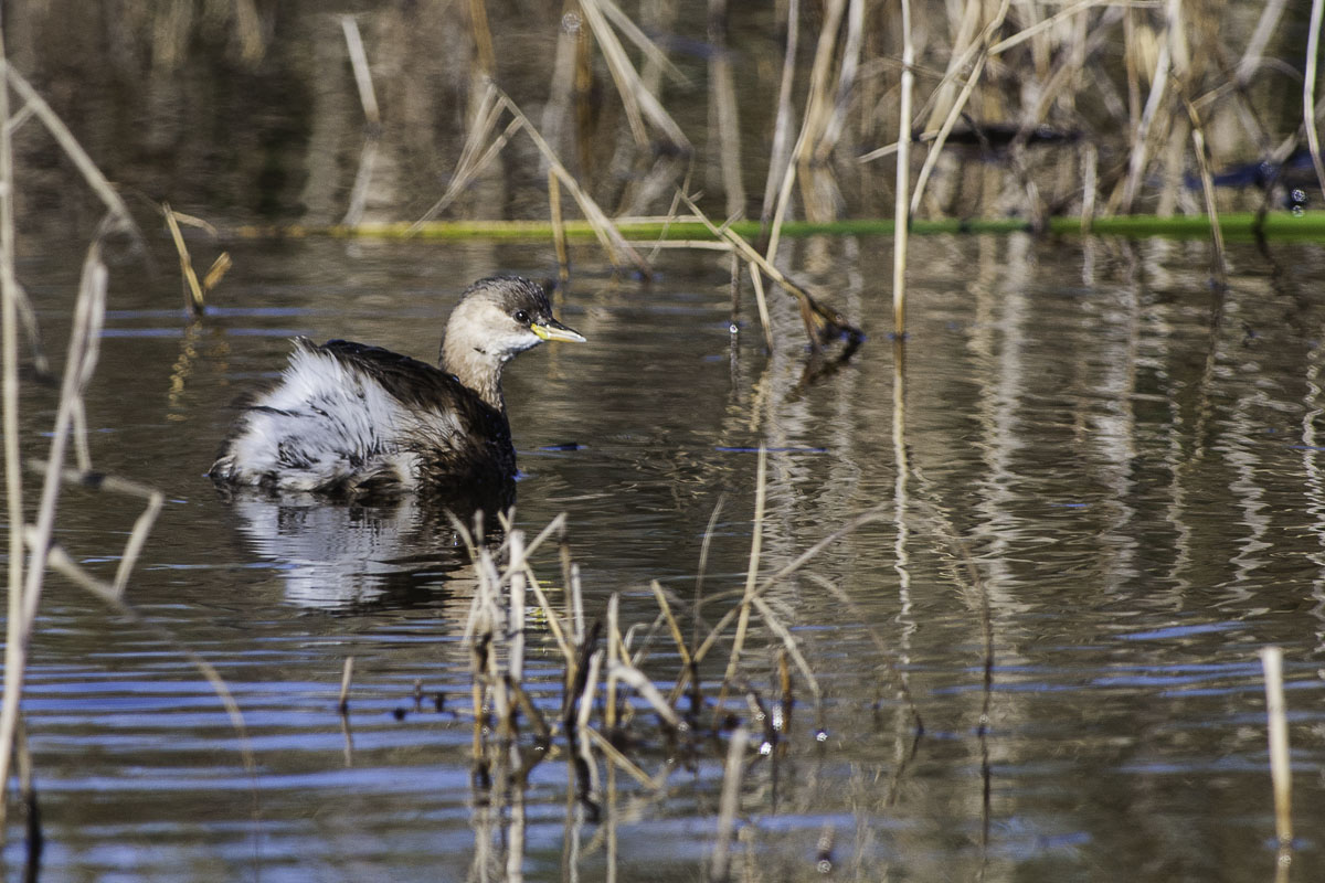 Little Grebe