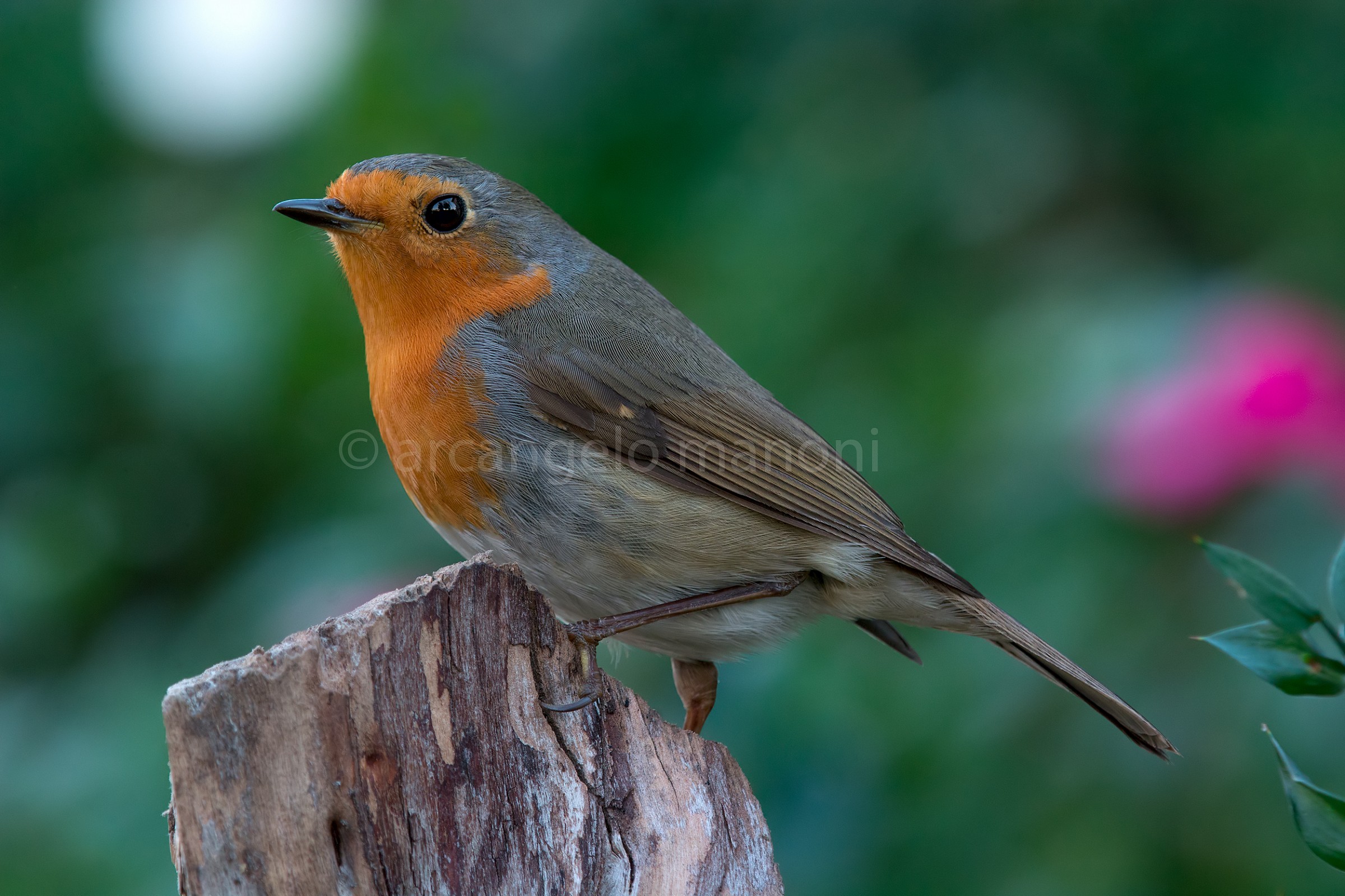 Robin with 70-200
