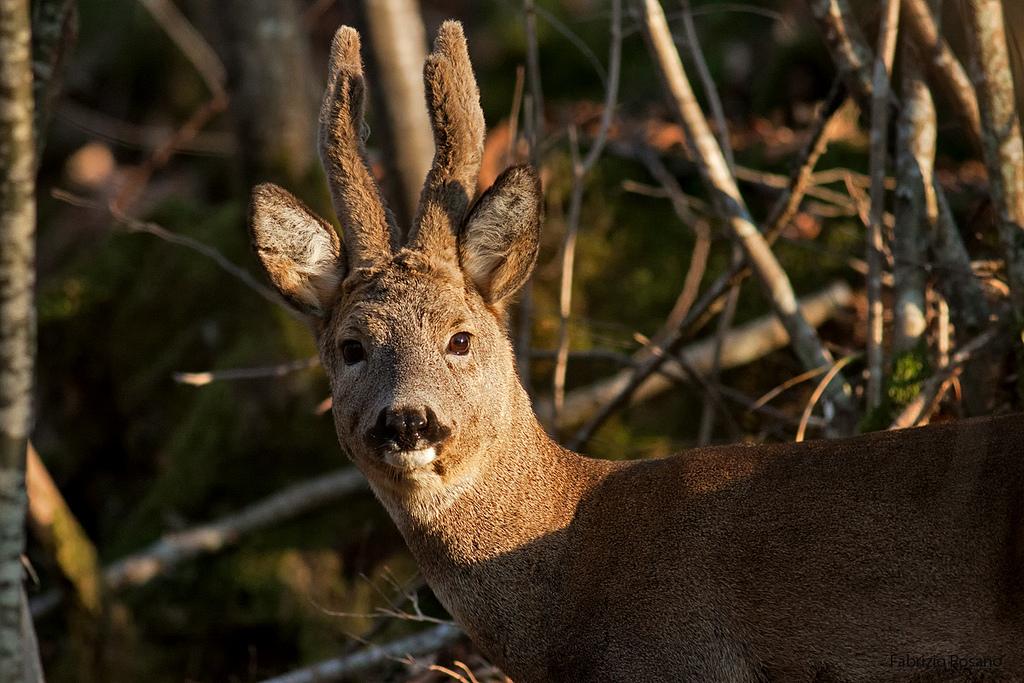 Roe deer in velvet