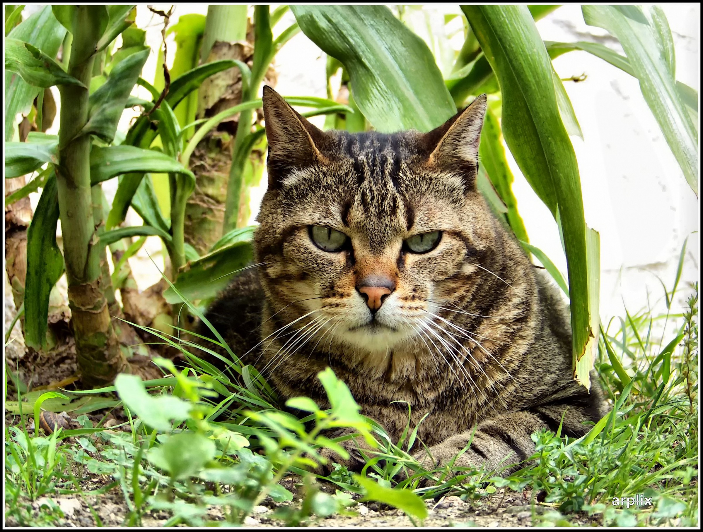 Sguardo felino, Zozò