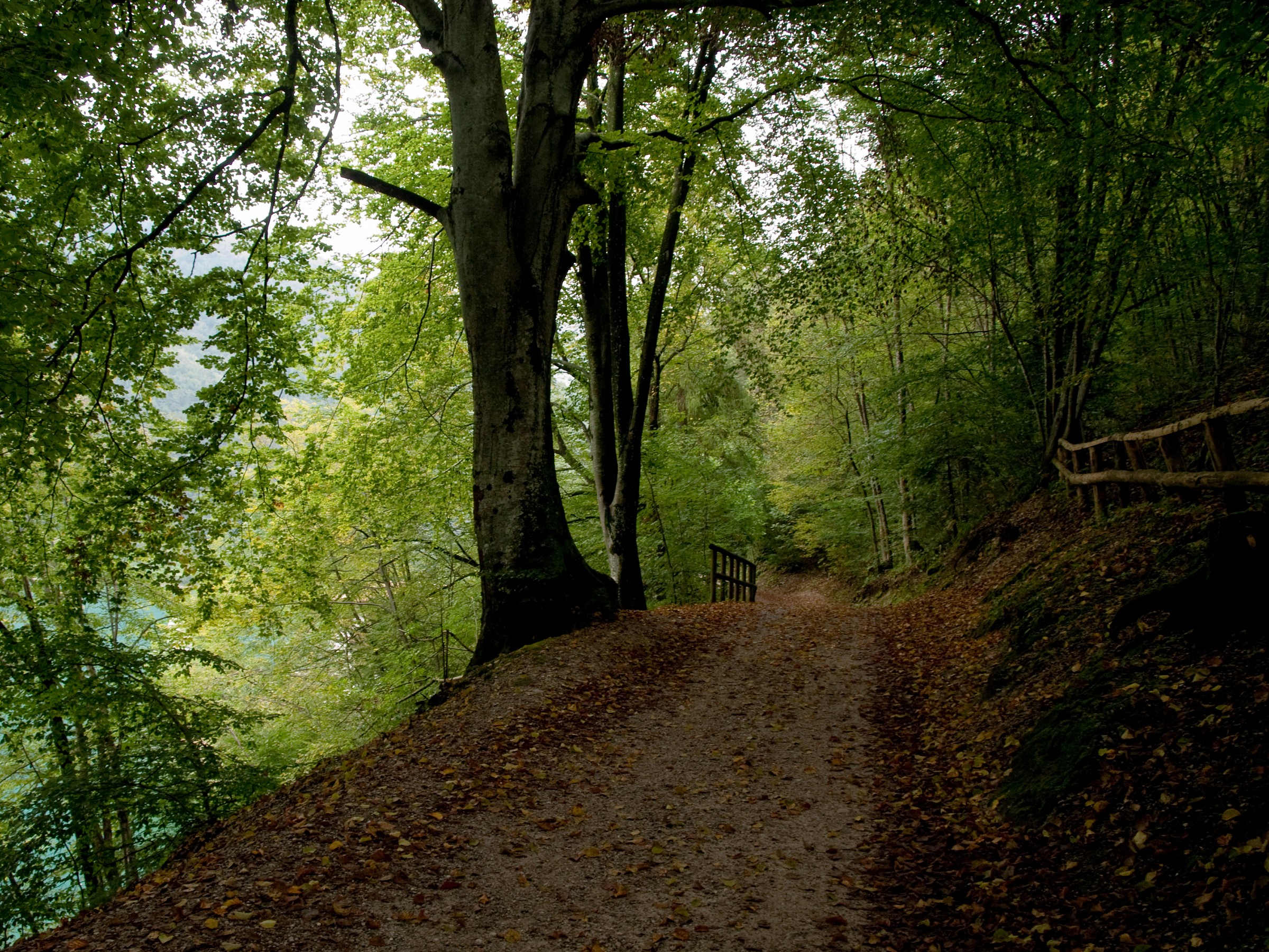 Sentiero in riva al lago