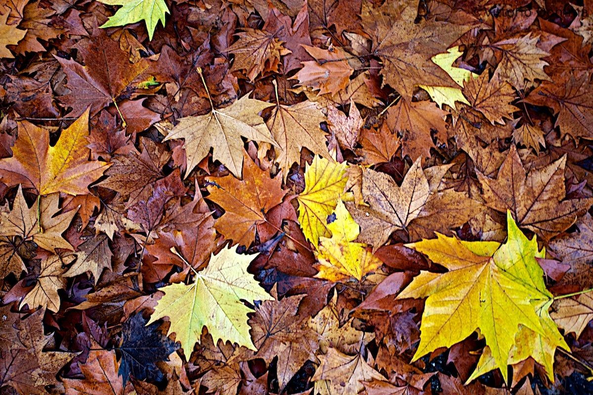 Le Foglie di Fine Autunno