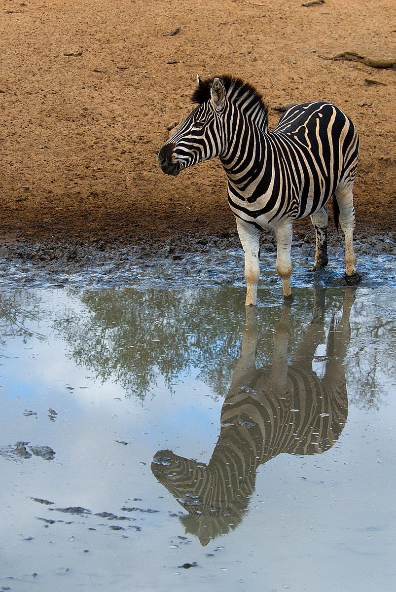 Reflection striped