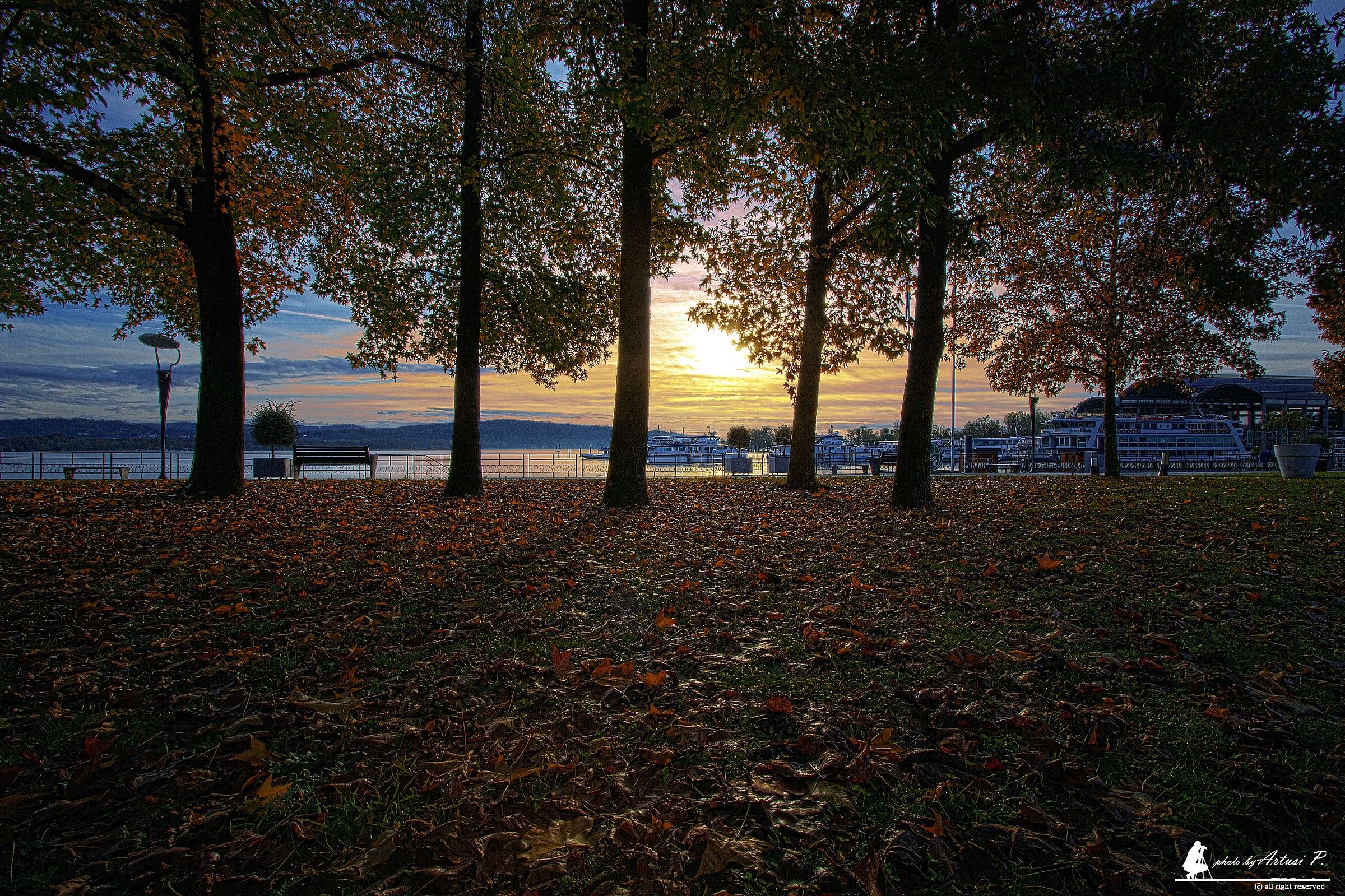 Good morning through the trees.