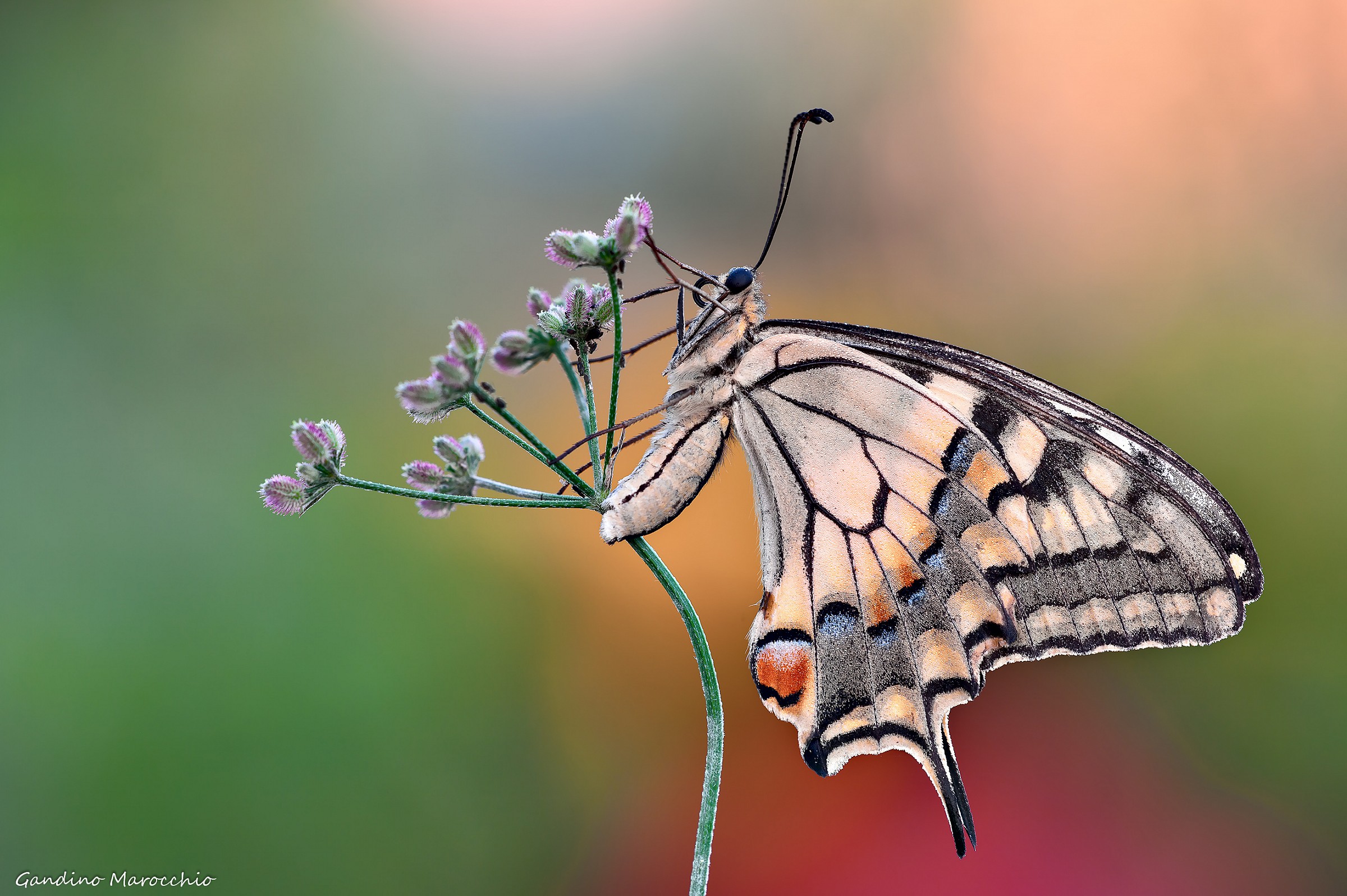 Machaon (forgotten 2013)
