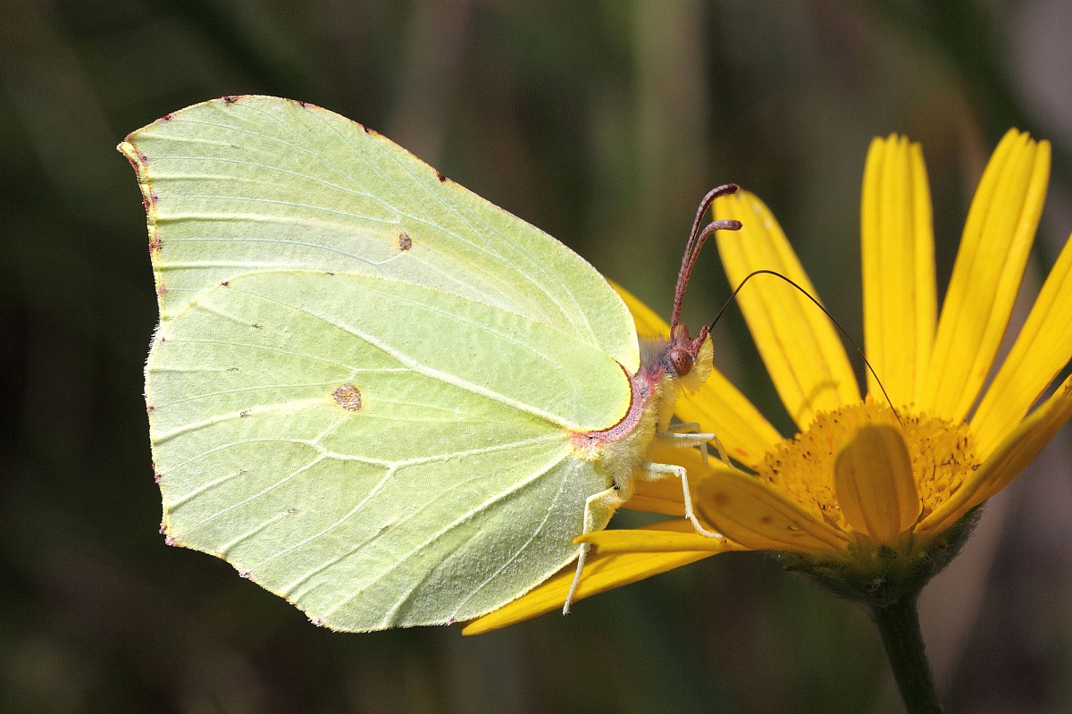 Gonepteryx rhamni FF