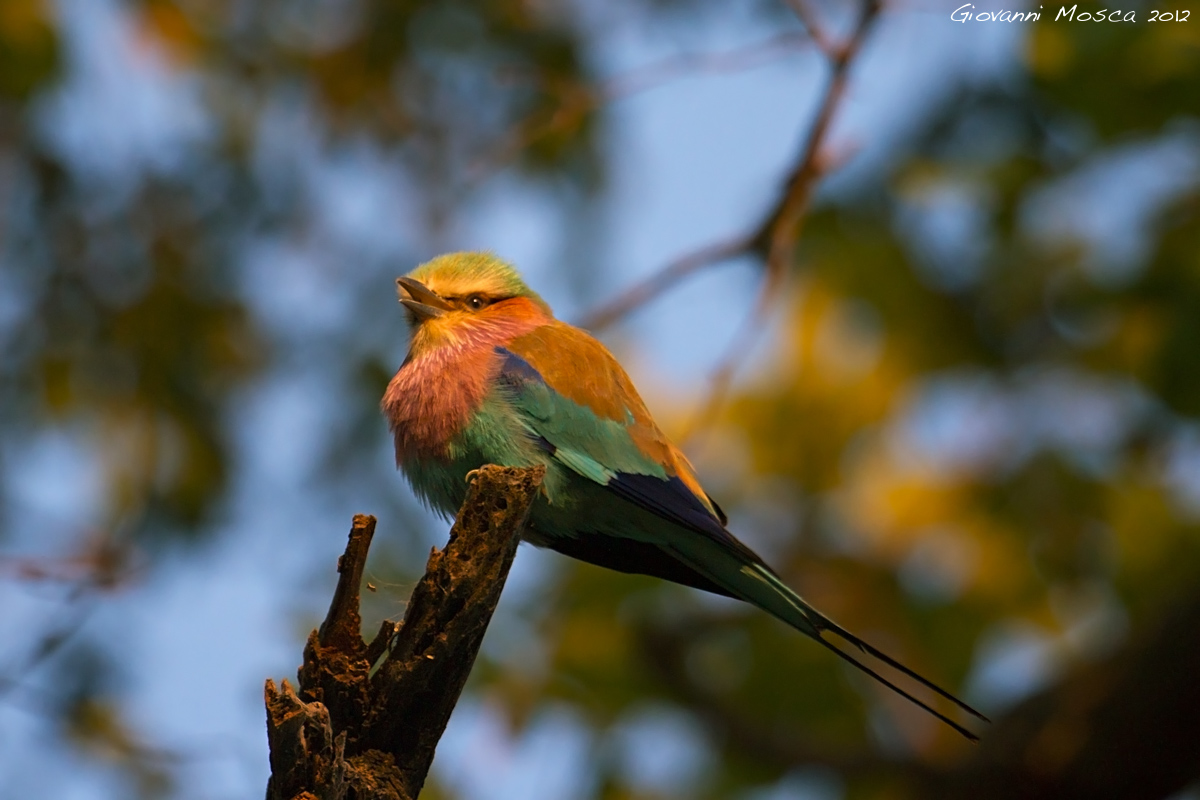 Jay Lilac-breasted Roller - Lilac-breasted roller